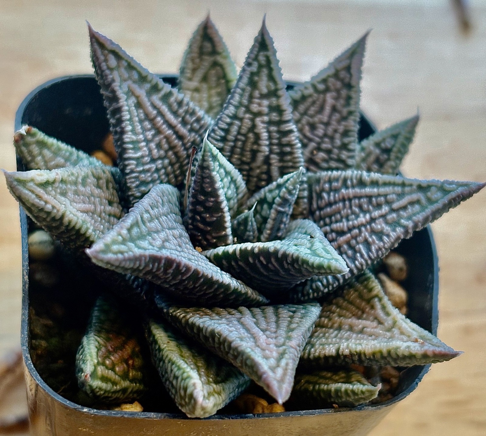 Haworthiopsis/Tulista pumila Hybrid ” Marble Queen” Haworthia succulent cactus