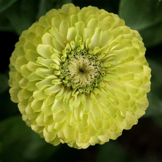 800+ Zinnia ENVY – Elegans —- Lime Green Flowers ———————- RARE