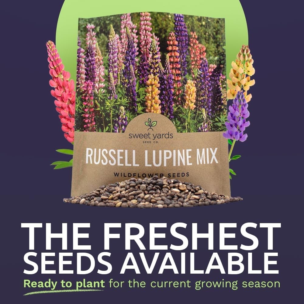 Russell Lupine Seeds – Extra Large Packet – Over 1,300 Open Pollinated Non-GM…