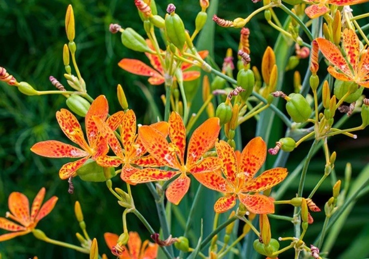 Free!Bogo! Iris domestica | Blackberry Lily | 15 Seeds Organic Mid Summer Bloom