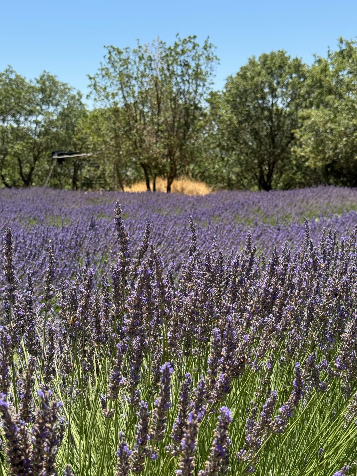 English Lavender Seeds Vera Heirloom Non-GMO Lavandula angustifolia Fragrant