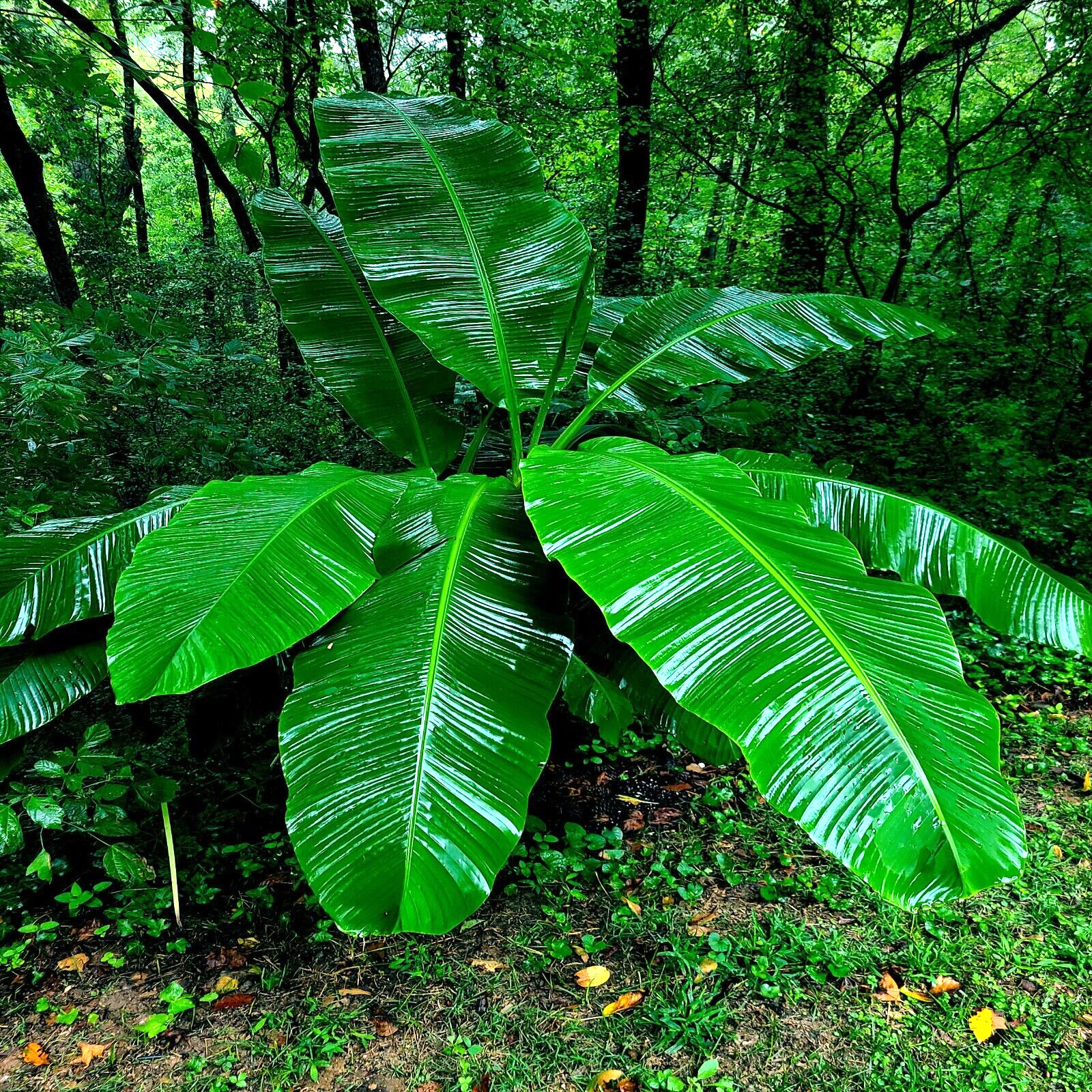 10 “DWARF” Cavendish BANANA Tree Seeds Musa acuminata Hardy Tropical Fruit Plant