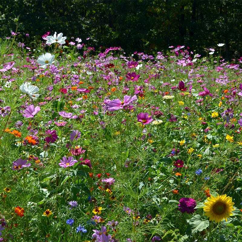 Landscaper’s Pack BUTTERFLY & HUMMINGBIRD Mix Pollinator Garden 5000+ Seeds!