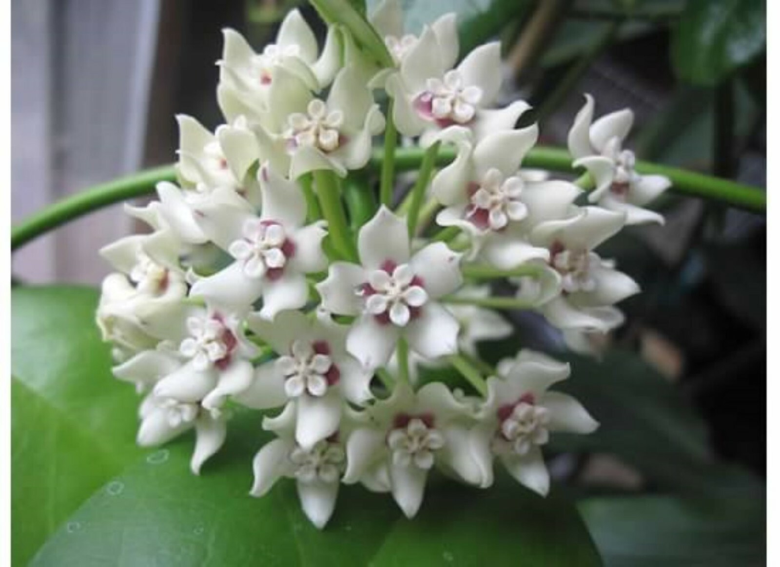 Hoya Keysii (Hoya australis) 1yo plant with 5-6 leaves well rooted