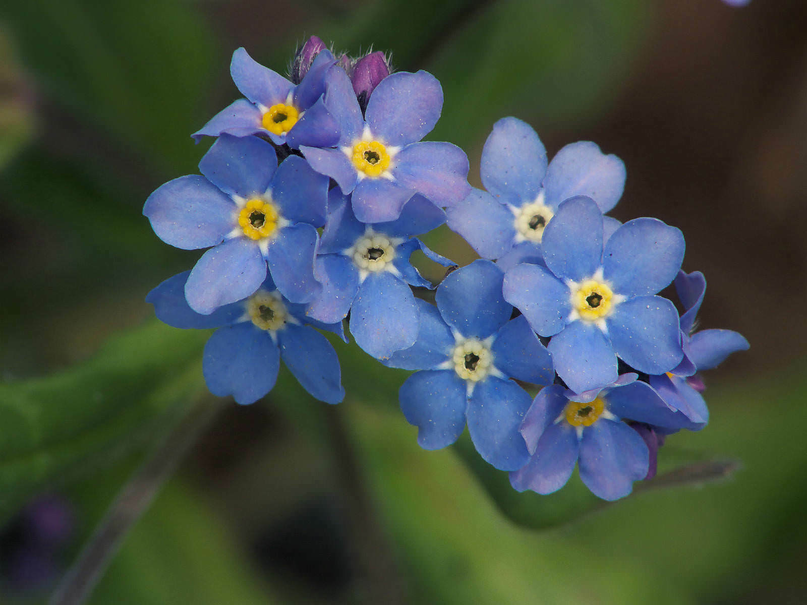 401+FORGET ME NOT Seed Woodland Wildflower Blue Blooms Spring Summer F.Sun/Shade