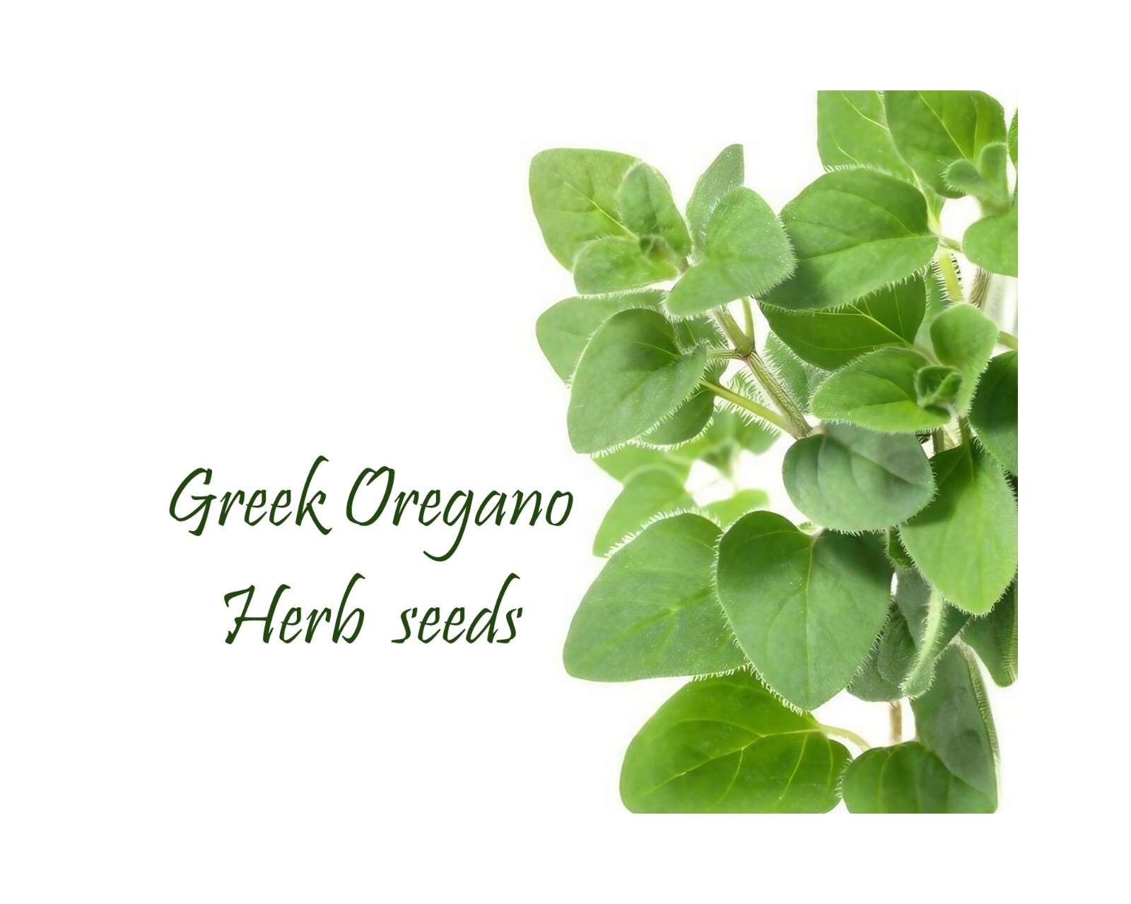 Greek Oregano Herb. 200+ seeds. Heirloom. Continual harvest Perennial zones 5-9