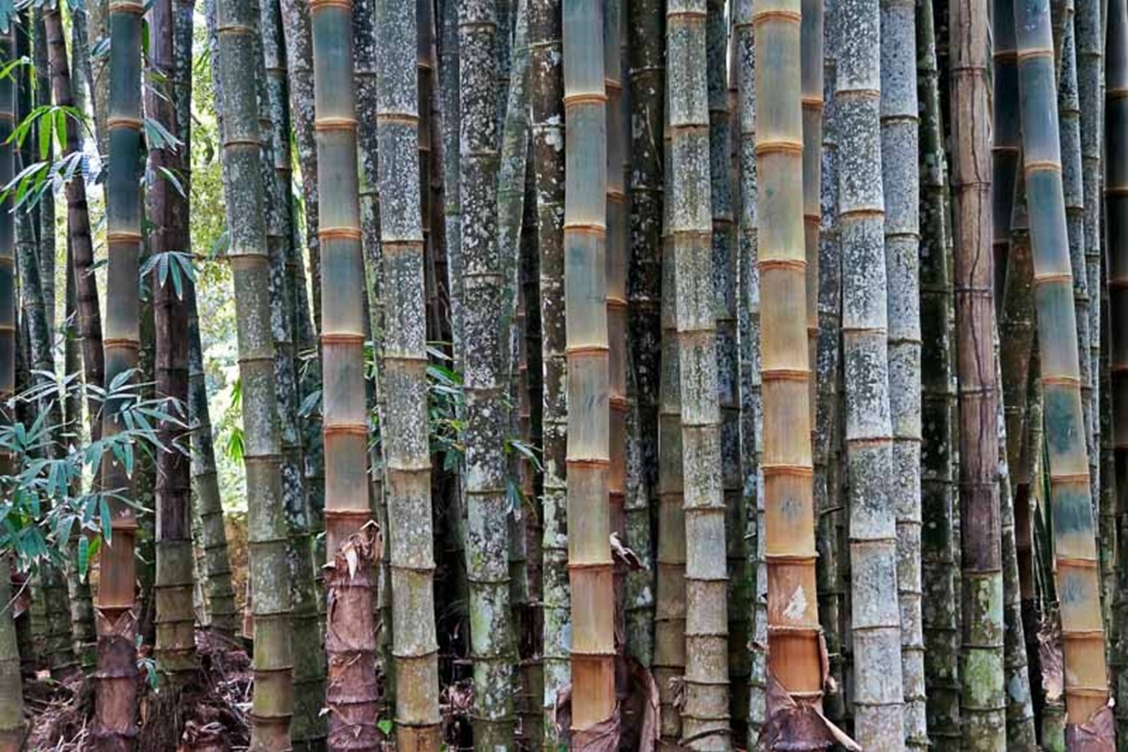 100 Huge Dragon Bamboo Seeds Perennial Ornamental Seed Privacy US SELLER