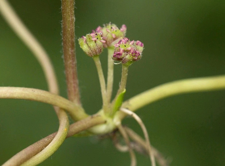 Gotu Kola SEEDS (Centella asiatica)