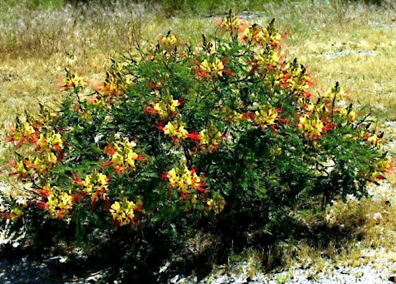 MEXICAN DESERT YELLOW BIRD OF PARADISE SHRUB FLOWER TREE SEEDS (C. Gilliesii)