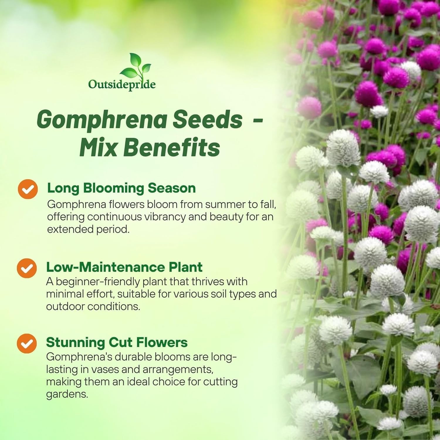 Mixed Gomphrena Seeds – 1000 Pcs Annual, Heat & Drought Tolerant, Pollinator …