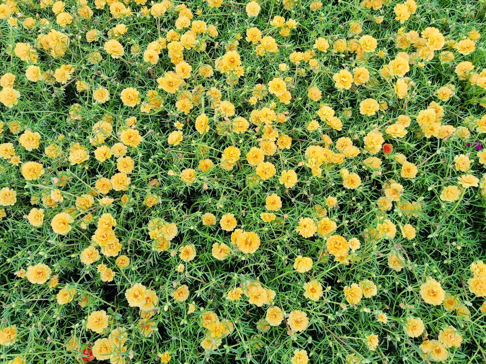 100 YELLOW PORTULACA Grandiflora / MOSS ROSE Gold Flower Seeds *Comb S/H