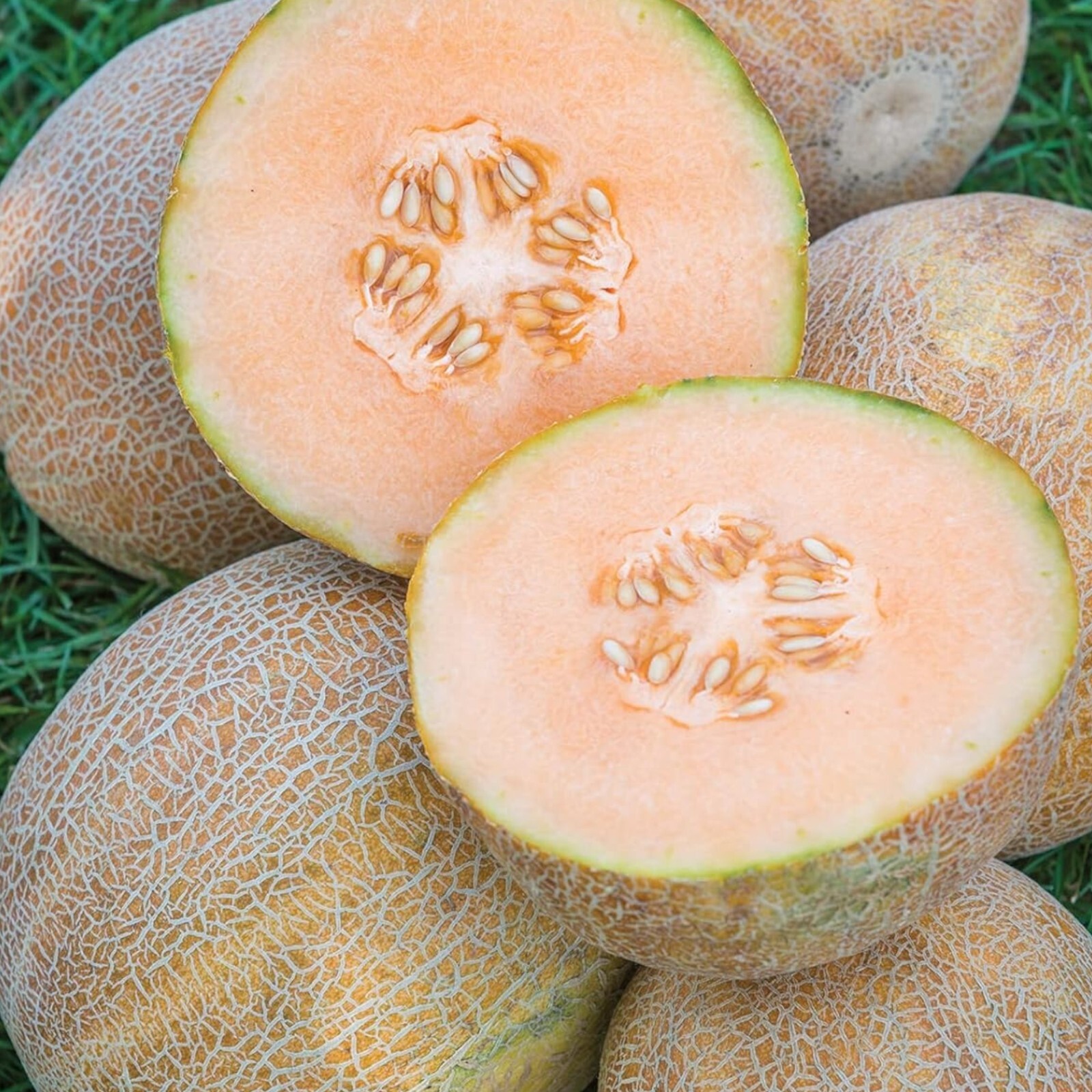 25pcs Cantaloupe Melon Seeds – Sweet Heirloom Variety for Home Gardens