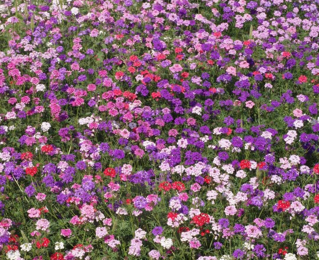 Verbena COMPACTA Mix Dwarf Groundcover Tender Perennial Bees Non-GMO 200 Seeds