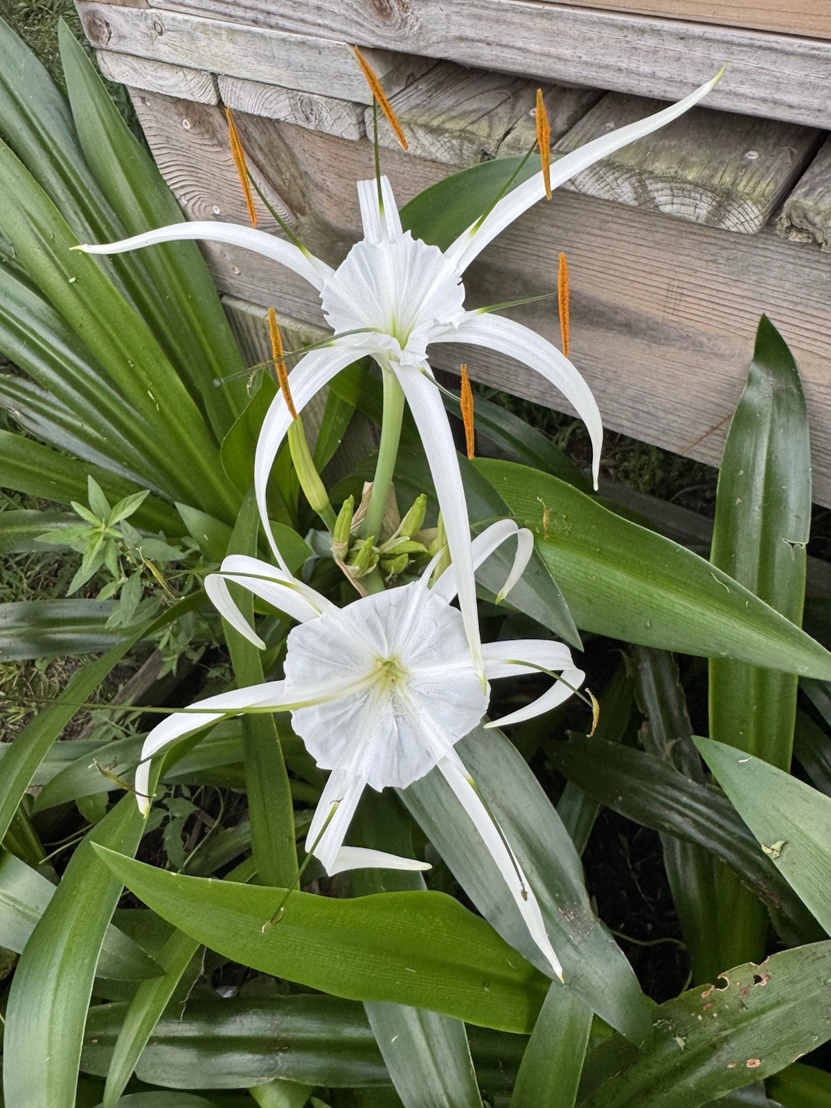 Heritage White Spider Lily (2) Each