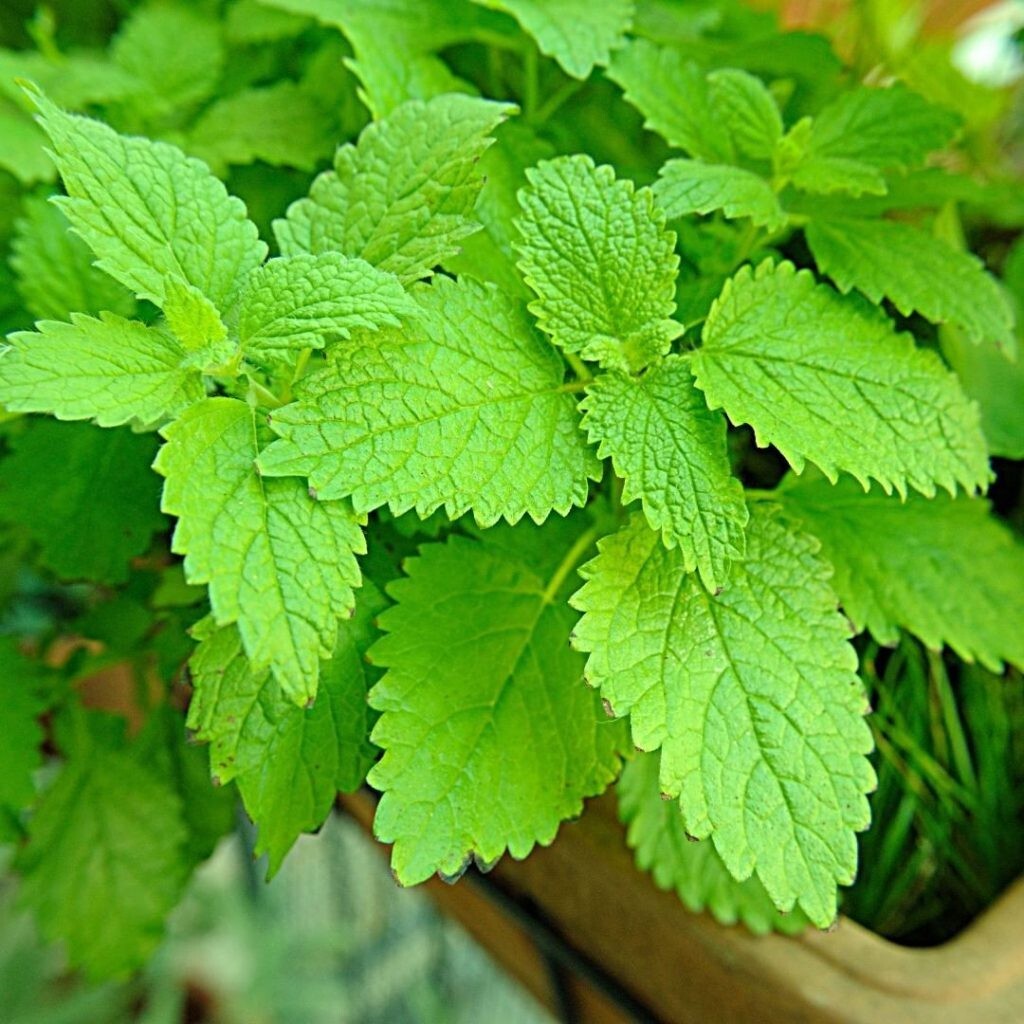 200 Seeds Lemon balm (Melissa officinalis)- Herb-(Organic)