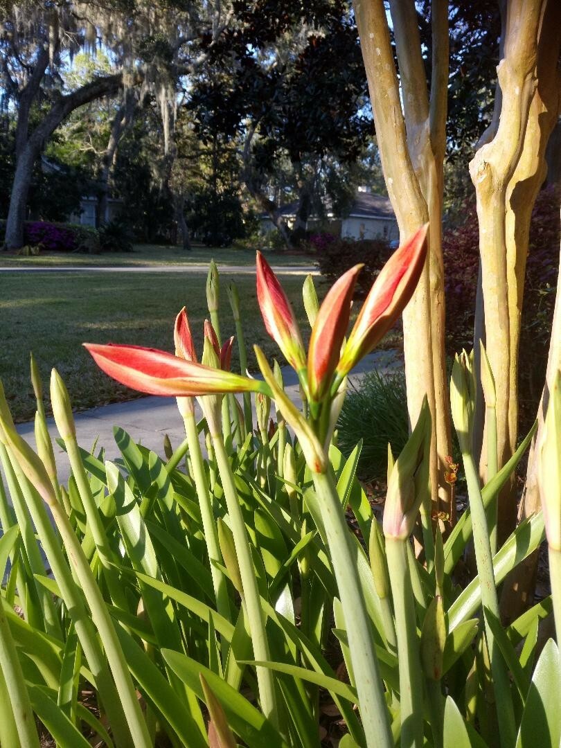 12+ Red St Joseph Heirloom Amaryllis Seeds collected May 2024 with Instructions
