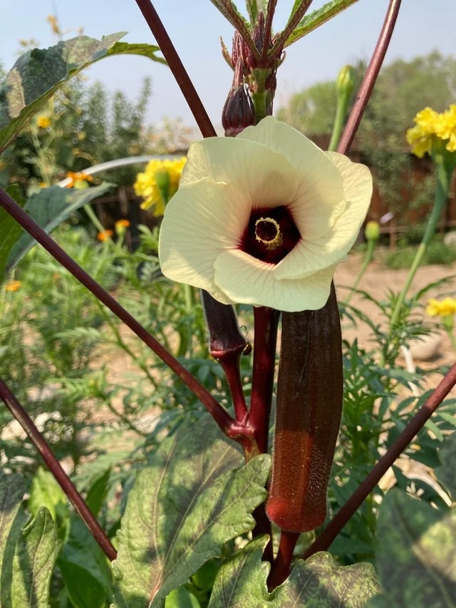 Red Burgundy Okra Seeds – Heirloom, Non-GMO, AAS Winner, 25 seeds, 1/4lb.