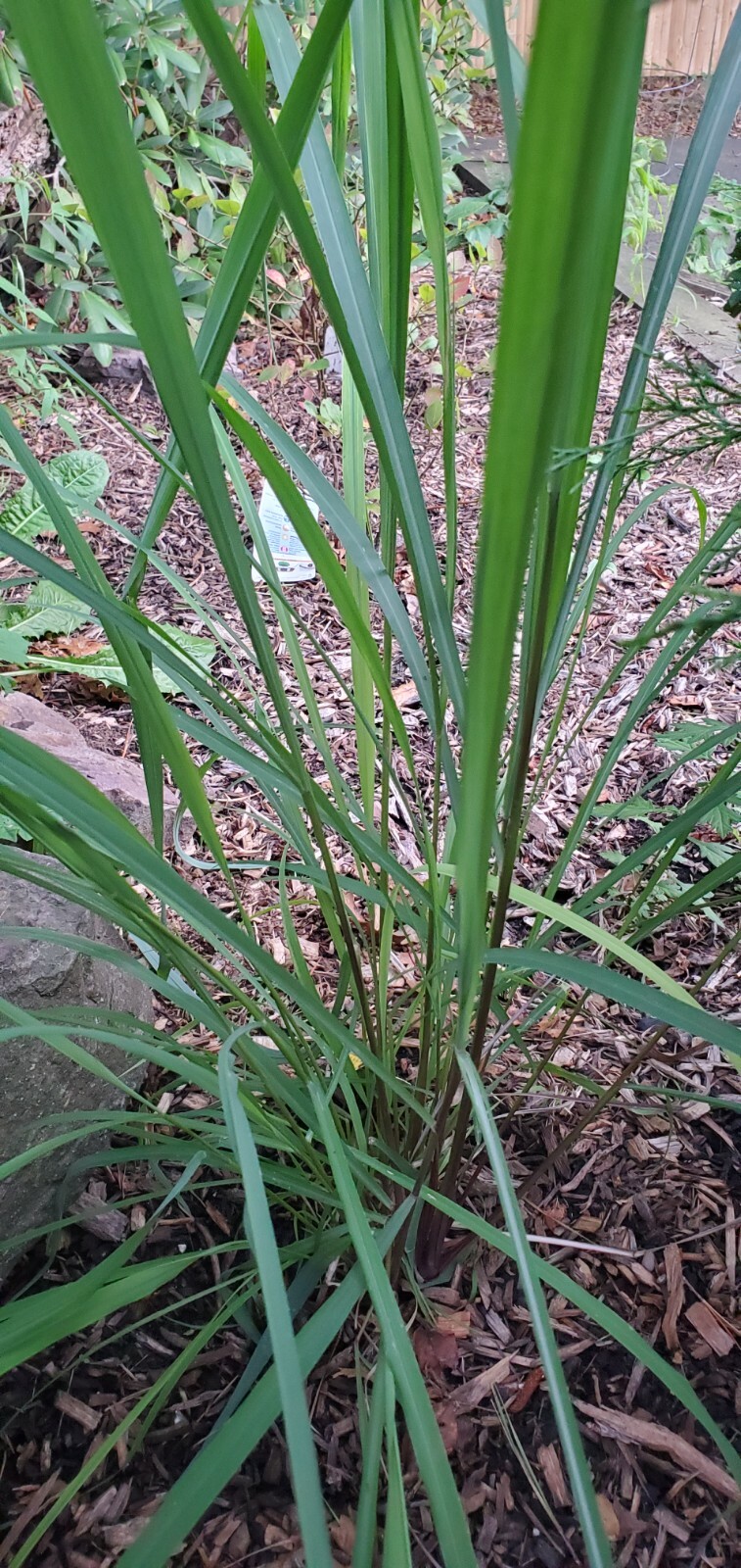 1/4 Lb. SEEDS West Indian Lemon Grass culinary herb Cymbopogon Flexuosus by WSS