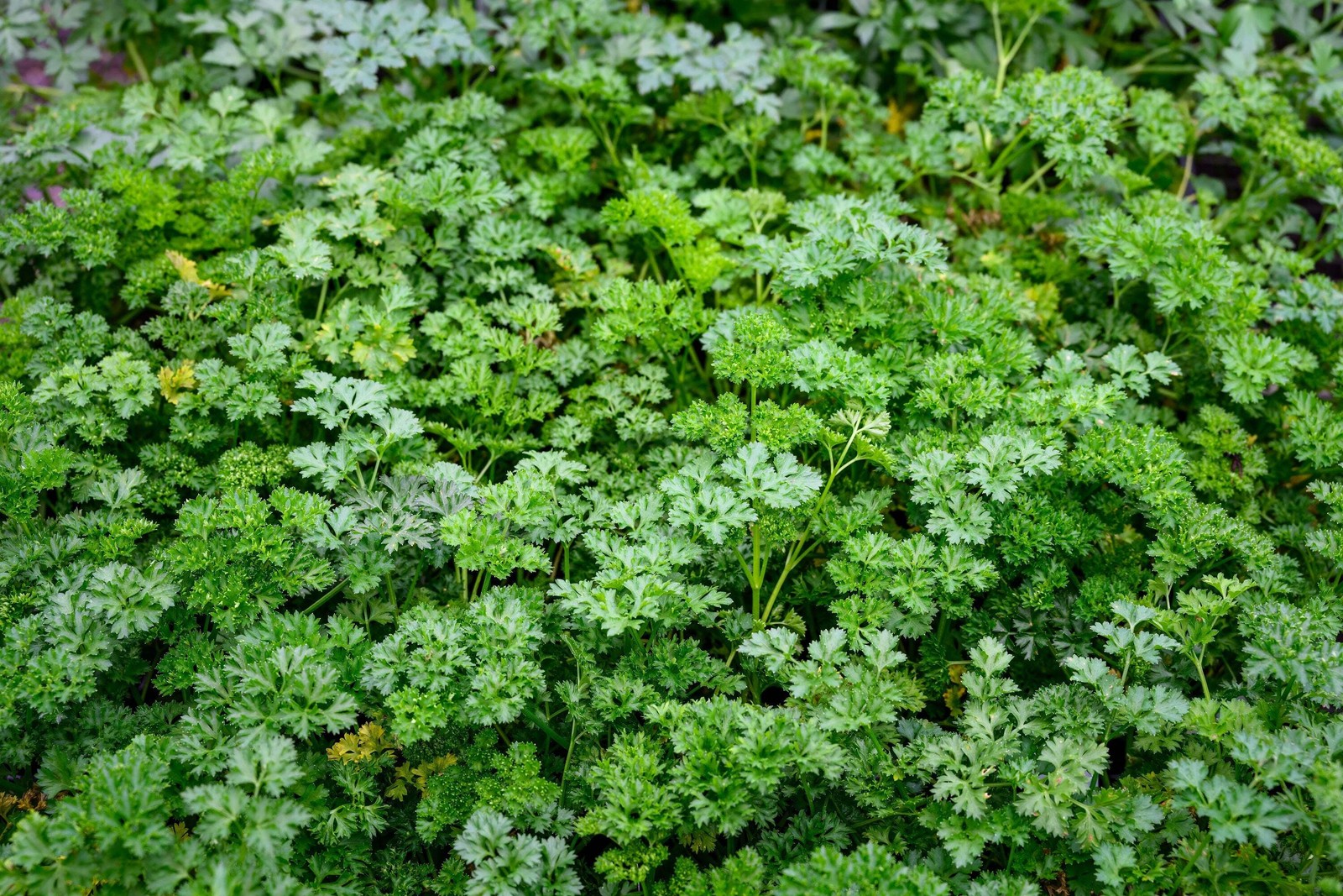 1500 FLAT LEAF PARSLEY Seeds Petroselinum Crispum Plain Single Italian Parsley