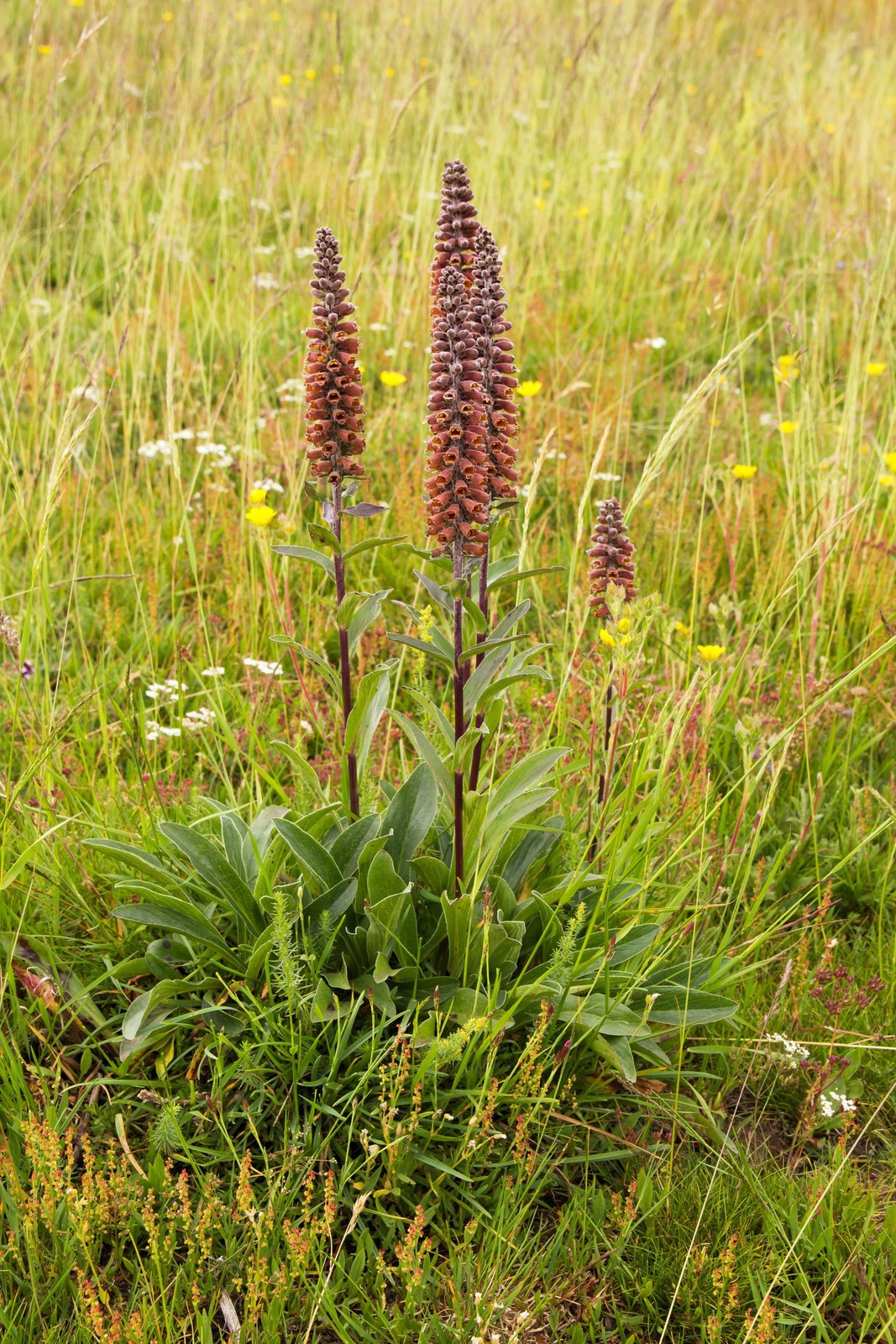 20 MILK CHOCOLATE FOXGLOVE Spanish Digitalis Parviflora Red Brown Flower Seeds
