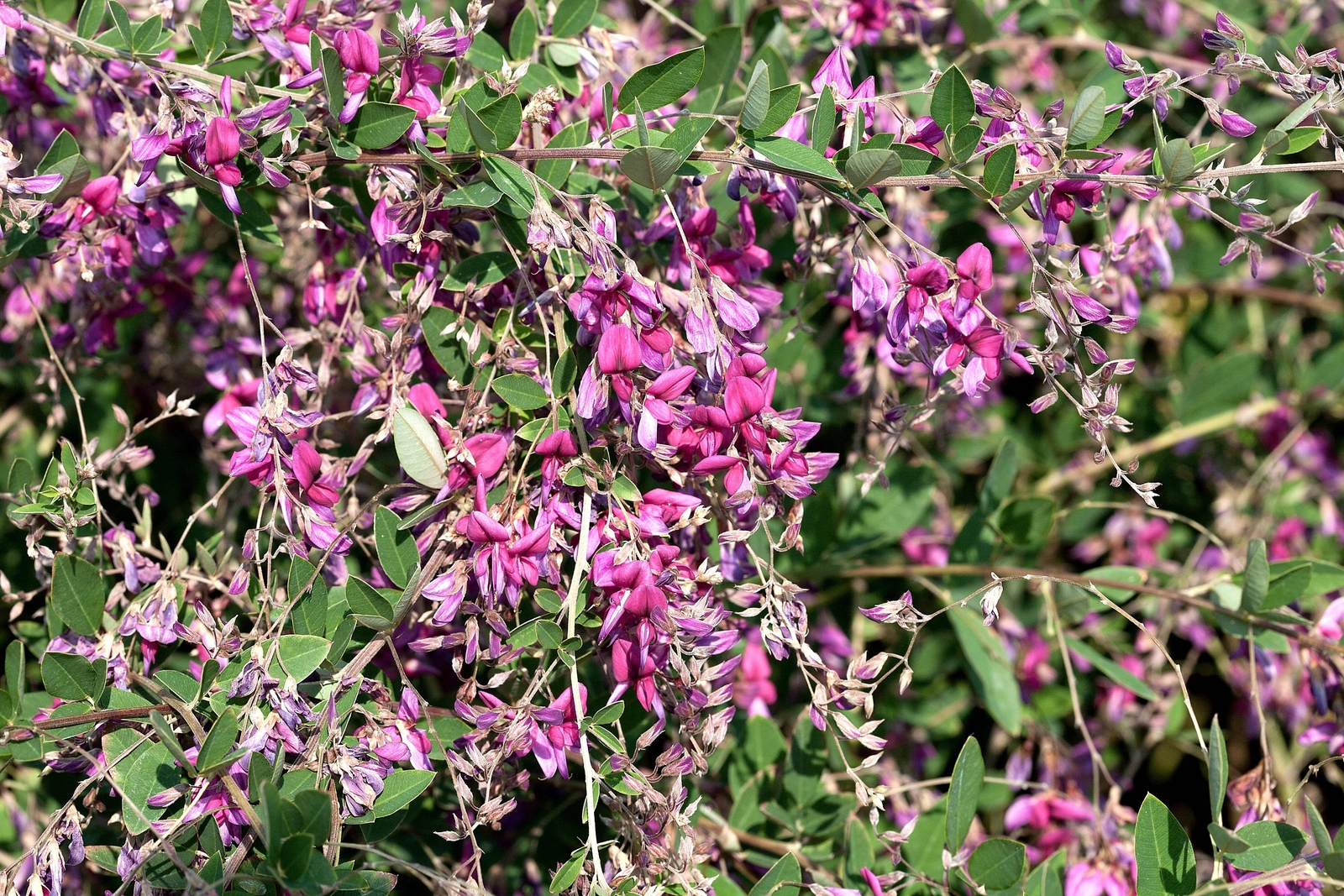 100 SLENDER BUSH CLOVER Lespedeza Virginica Shrub Pink Purple Flower Seeds