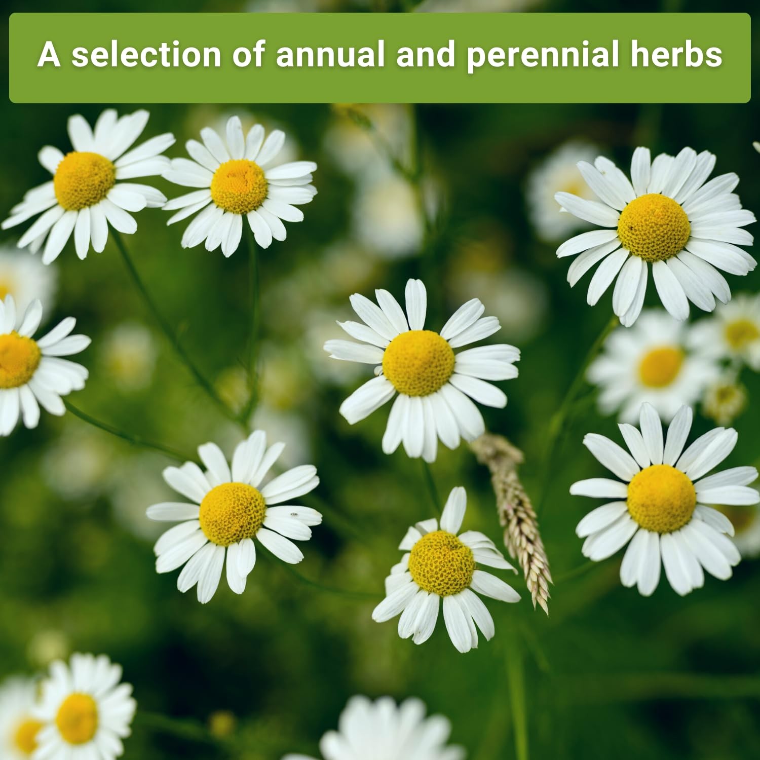 – 15 Herb Garden Seed Collection for Planting – Essential Herbs for Cooking -…