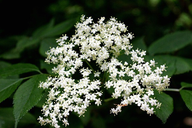 500 BABY’S BREATH SEEDS | 2026 SALE FREE SHIPPING NON GMO HEIRLOOM