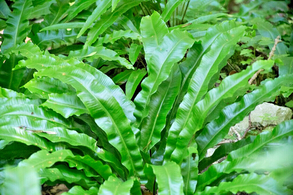 HARDY TONGUE FERN 1001 SPORES (SEEDS) COLD HARDY ASPLENIUM SCOLOPENDRIUM