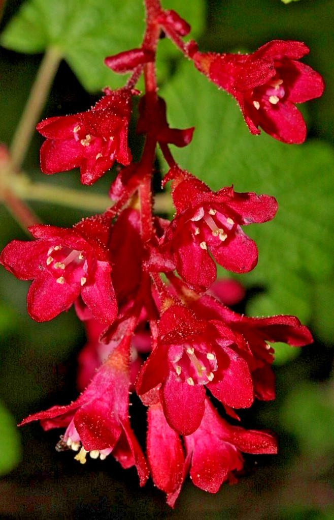 red flowering currant 500 seeds, tasty edible berries ribes sanguineum