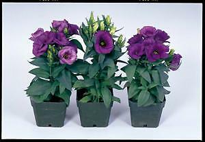 Lisianthus Echo Blue 500 seeds