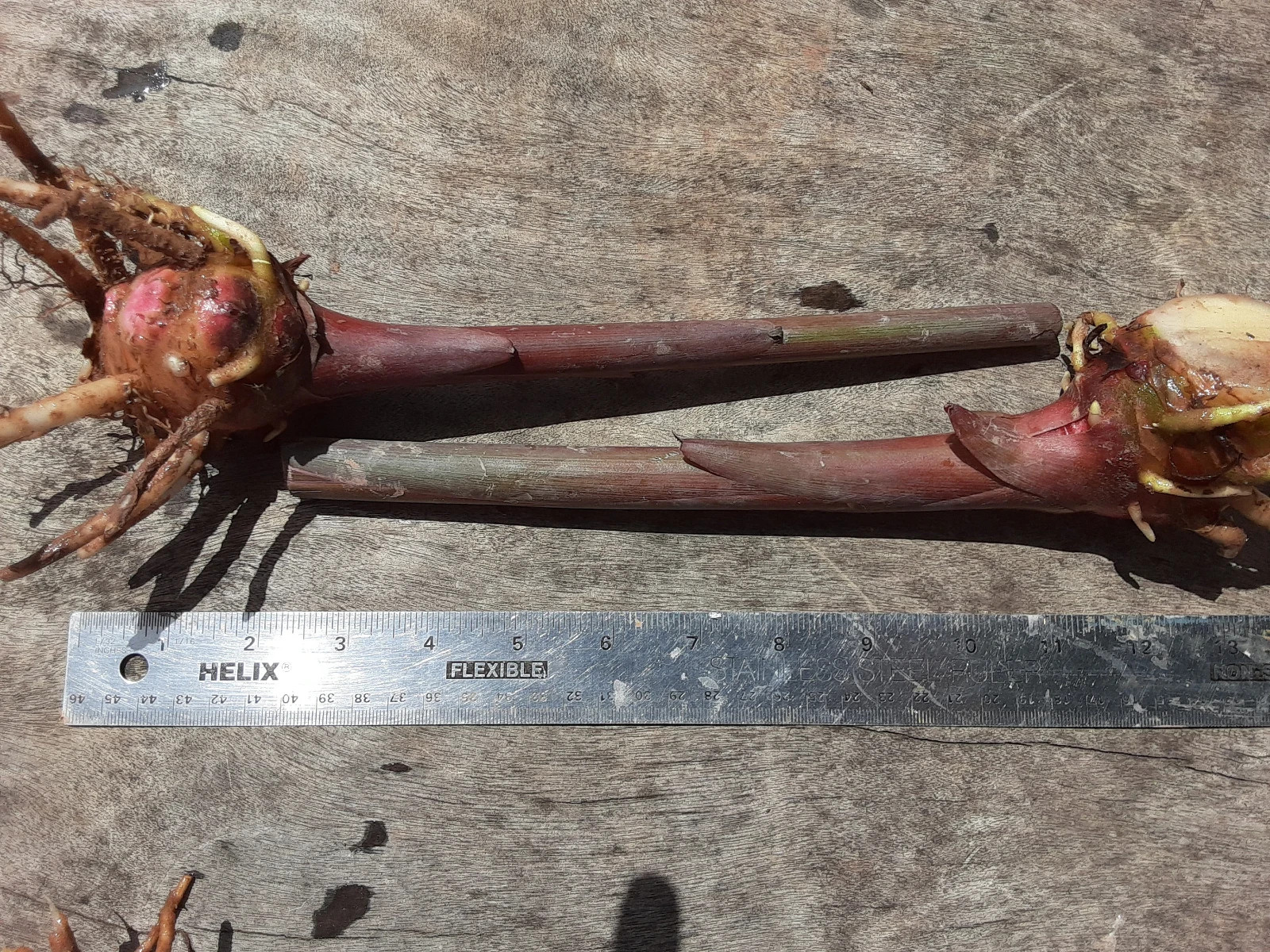 2x Pink Hedychium ginger rhizomes, Beautiful bright blooms, quick growing!