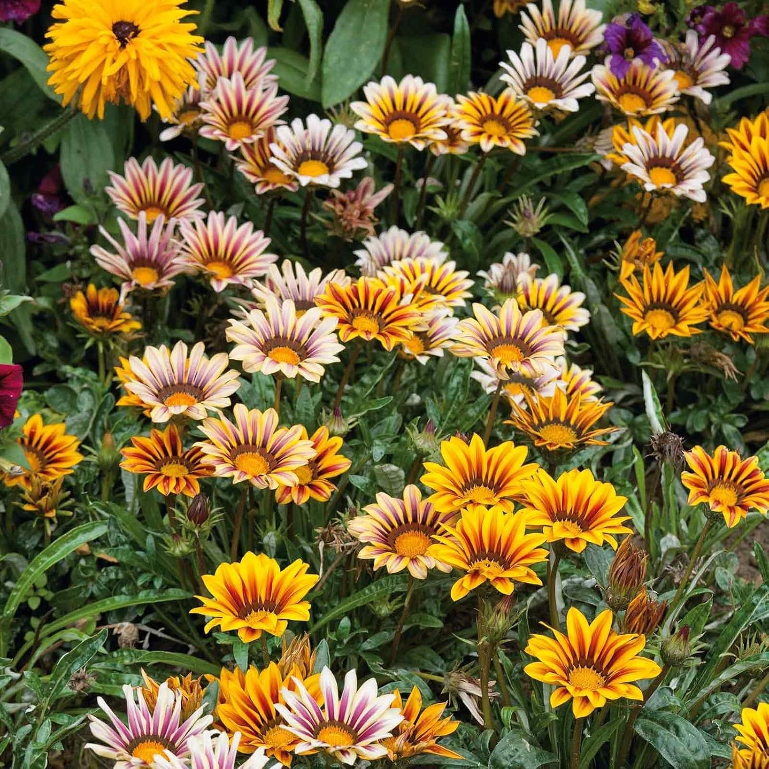 350+ Mix Gazania Seeds for Planting Heat & Drought Tolerant Garden