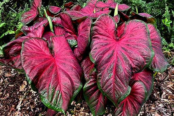 Dragon Heart for Planting 1 BULB direct from Florida Plantation