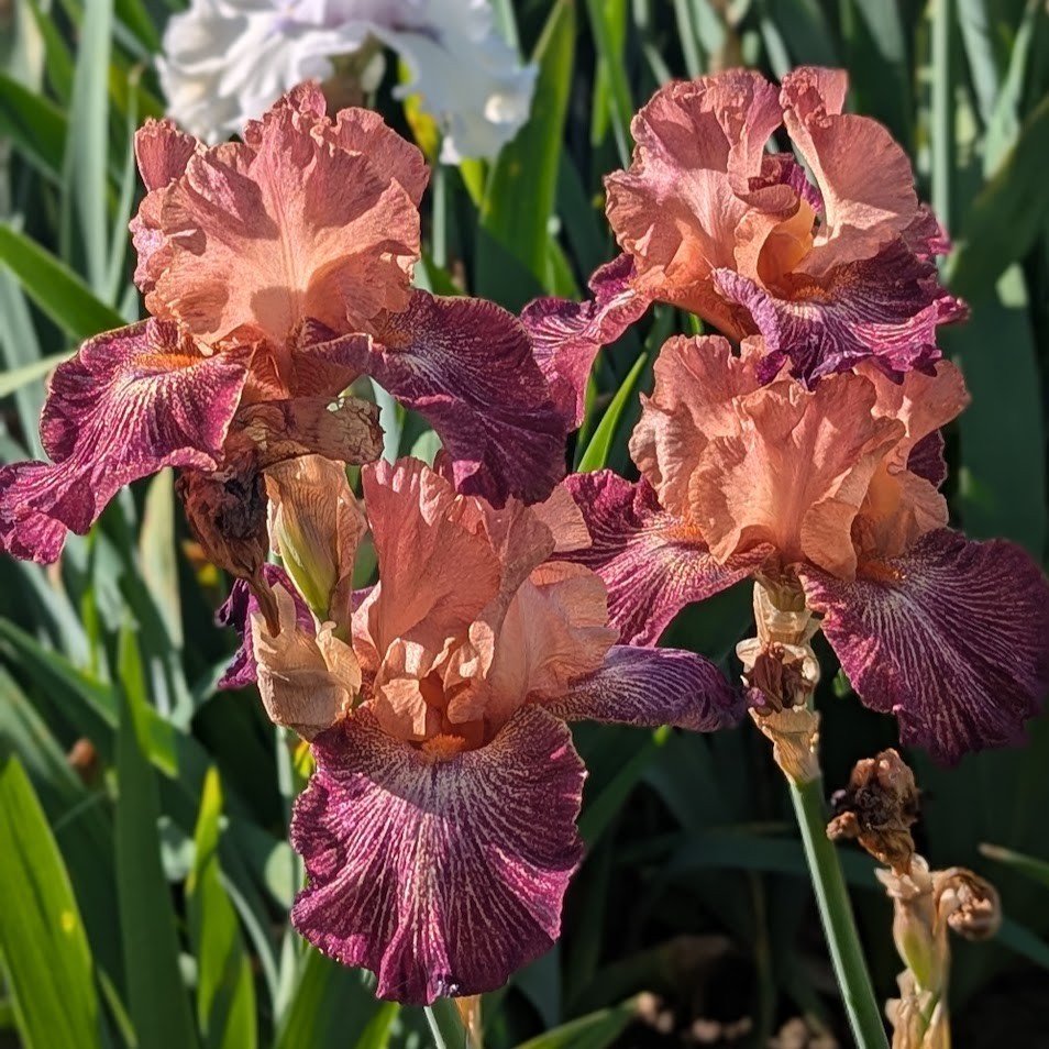 ‘Artistic Web” TB Bearded Iris Rhizome PRE-SALE to Ship Aug/Sept