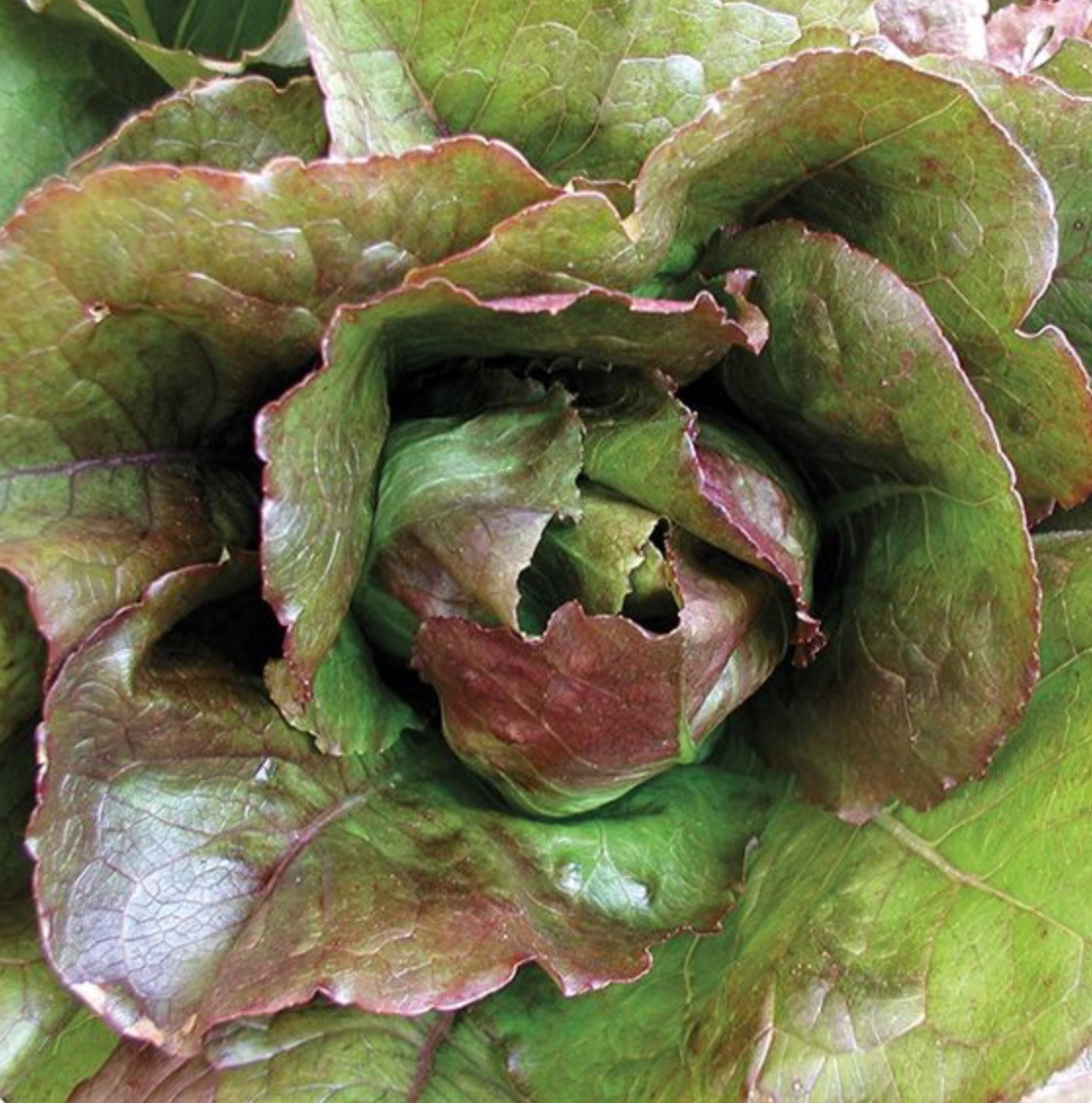 601+ROUGE DE HIVER Lettuce Seed Organic French Greens Vegetable Garden Container
