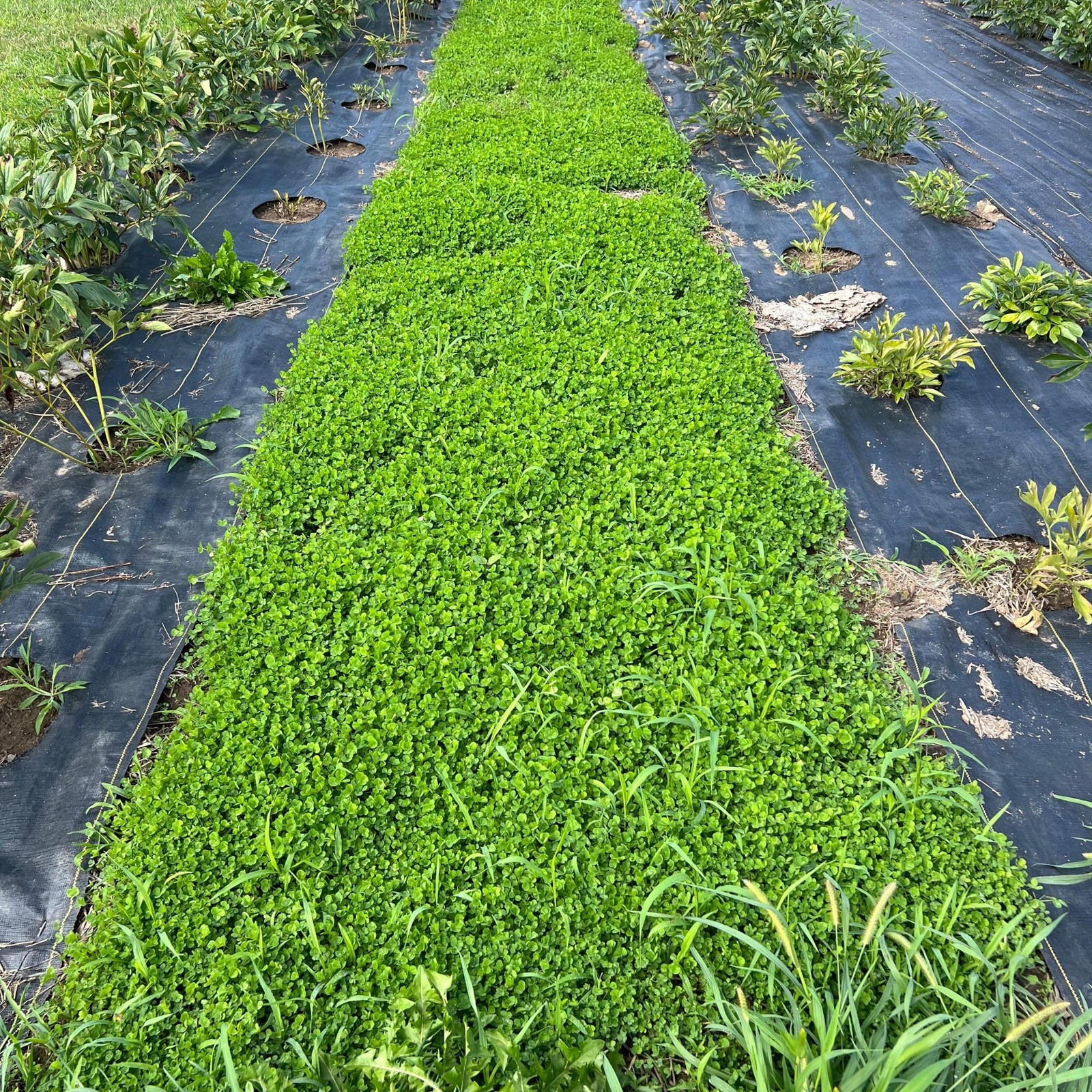 Micro Clover Seed for Lawn, Planting Drought Tolerant Mini Grass Alternative 1Lb