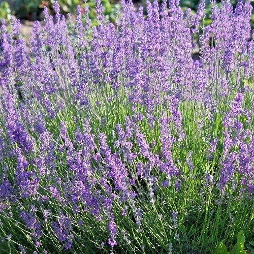 English Lavender (Lavandula x intermedia) non-GMO Heirloom seeds 100ct