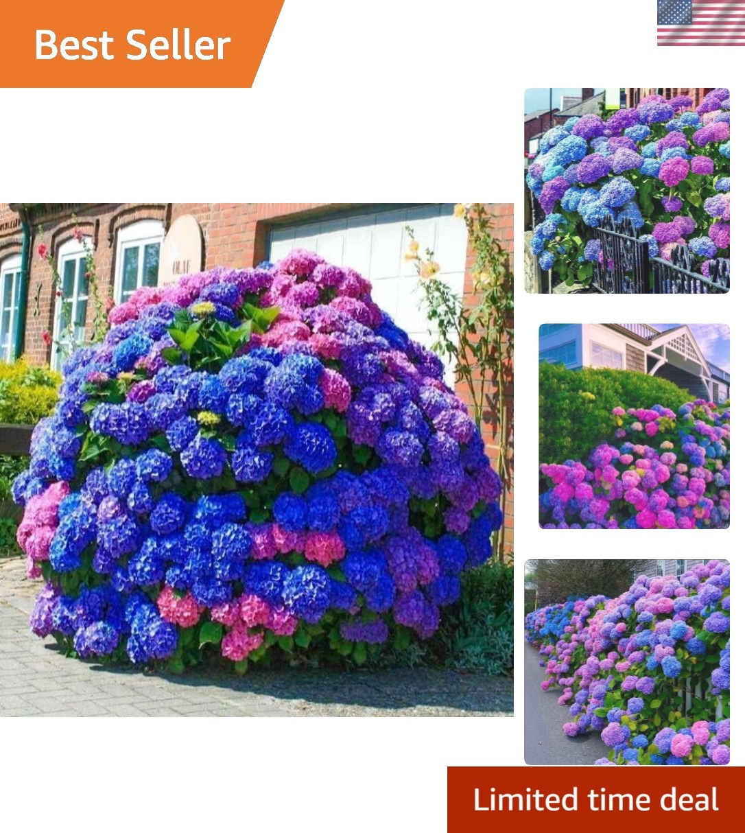 Colorful 35pcs Hydrangea Seeds – Blue, Pink, Purple for Stunning Garden Displays