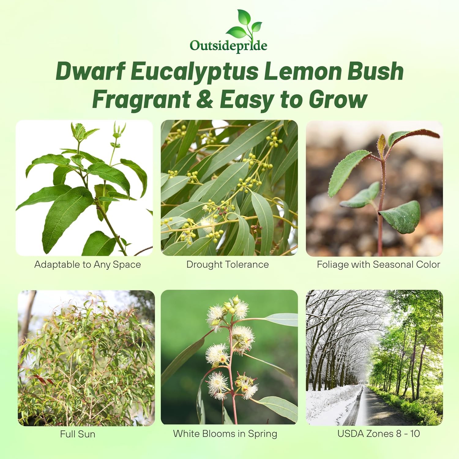 50 Seeds Drought Tolerant Eucalyptus Citriodora Lemon Bush Garden Plant Seed
