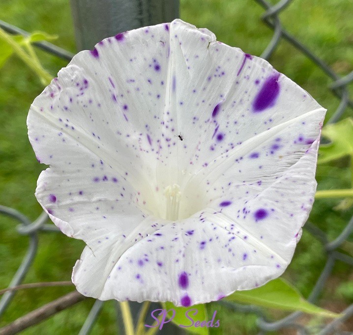 Purple Speckled – Japanese Morning Glory – ipomoea NIL – 6 seeds