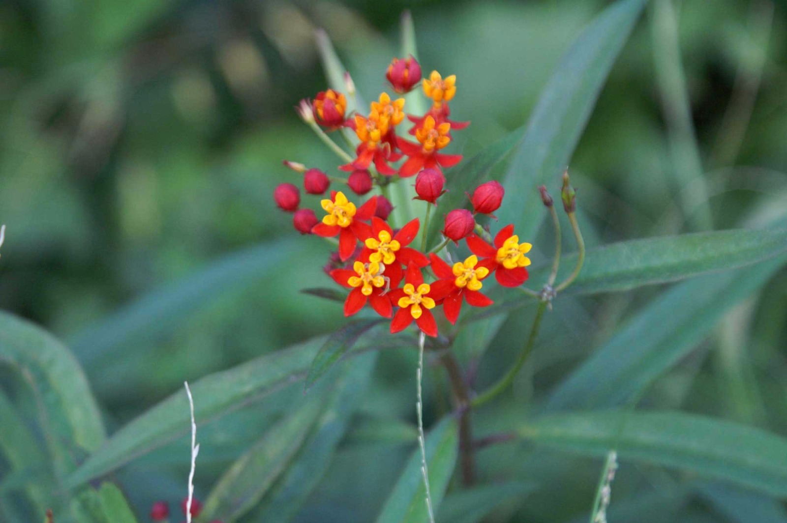 Asclepias curassavica | Blood Flower | 200-Seeds FREE SHIPPING