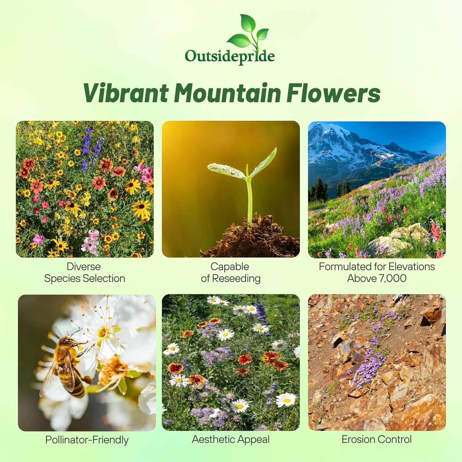 1 LB Mountain wild flower seed mix from Outsidepride.