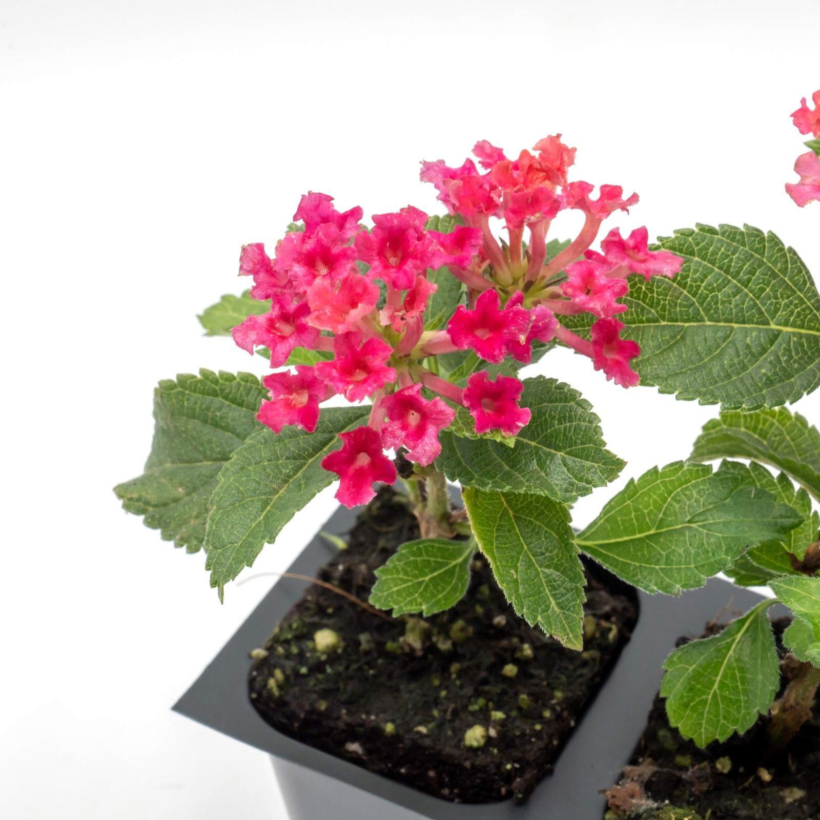 Irene Lantana in 2.5” Nursery Cubes (Lantana camara ‘Irene’) | Flowering Plants