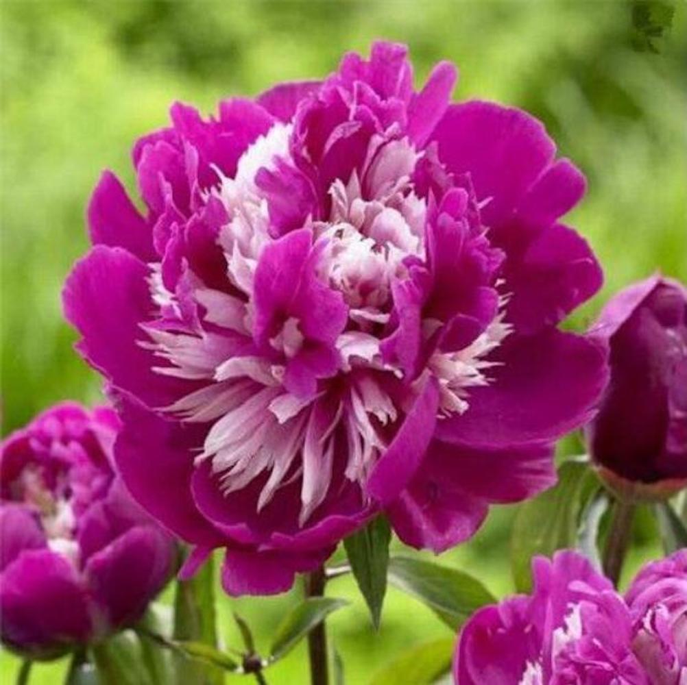 20 PEONIES FLOWER SEEDS rare exotic blossom bloom house plant garden germination