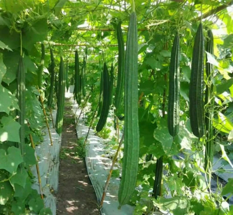 20+GOURD SEEDS – BONANZA CHINESE OKRA–NON-GMO, HEIRLOOM FREE SHIP-USA SELLER!!