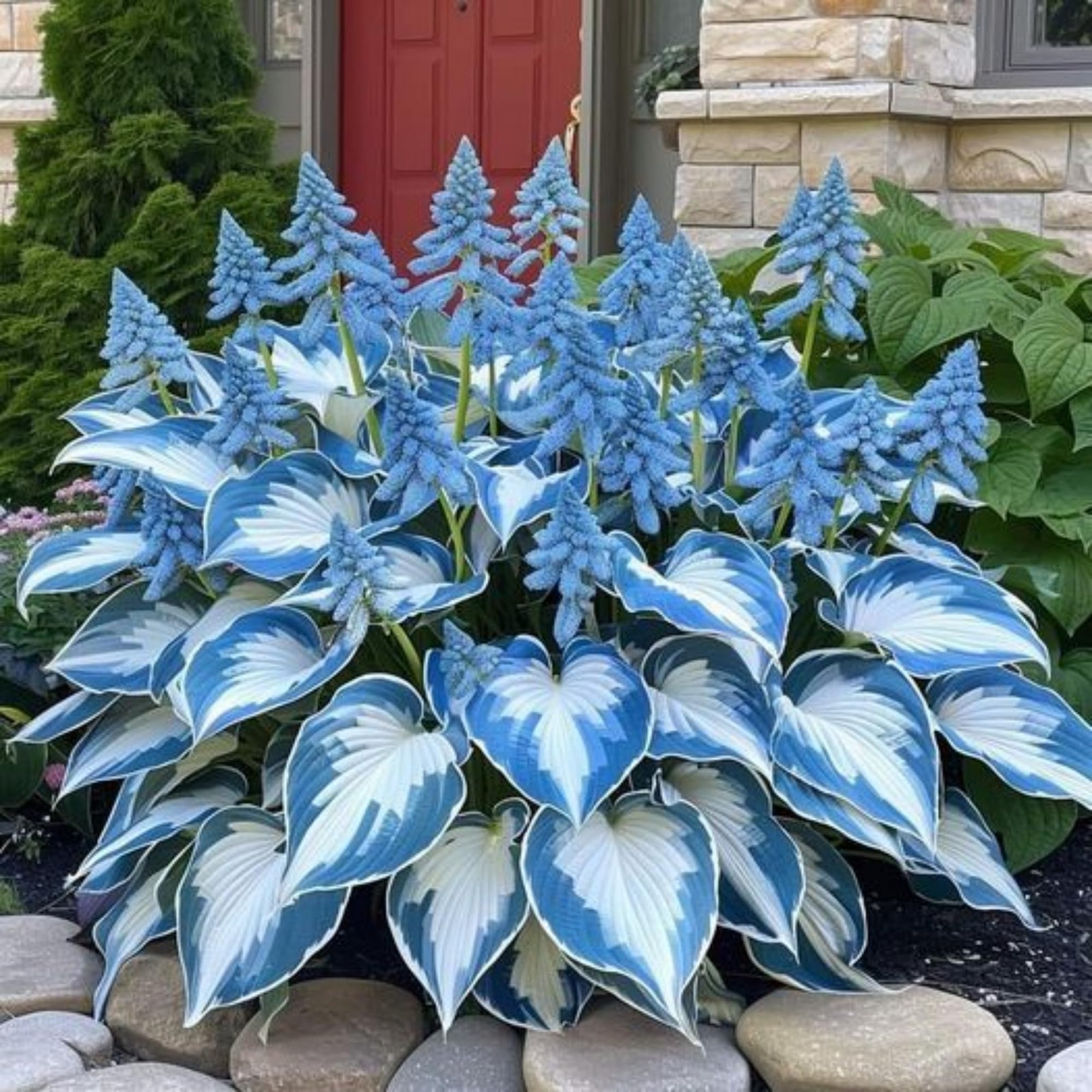 200+ Hosta Seeds Heart-Shaped Hosta Bare Roots – Rich Foliage, Low Maintenance,