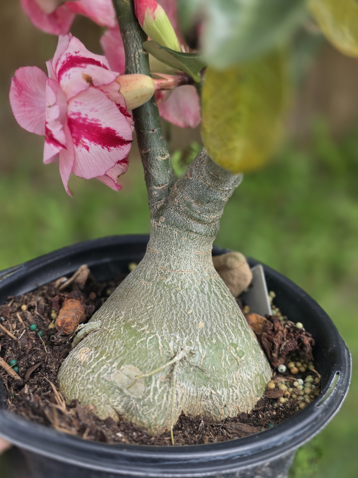 Desert Rose