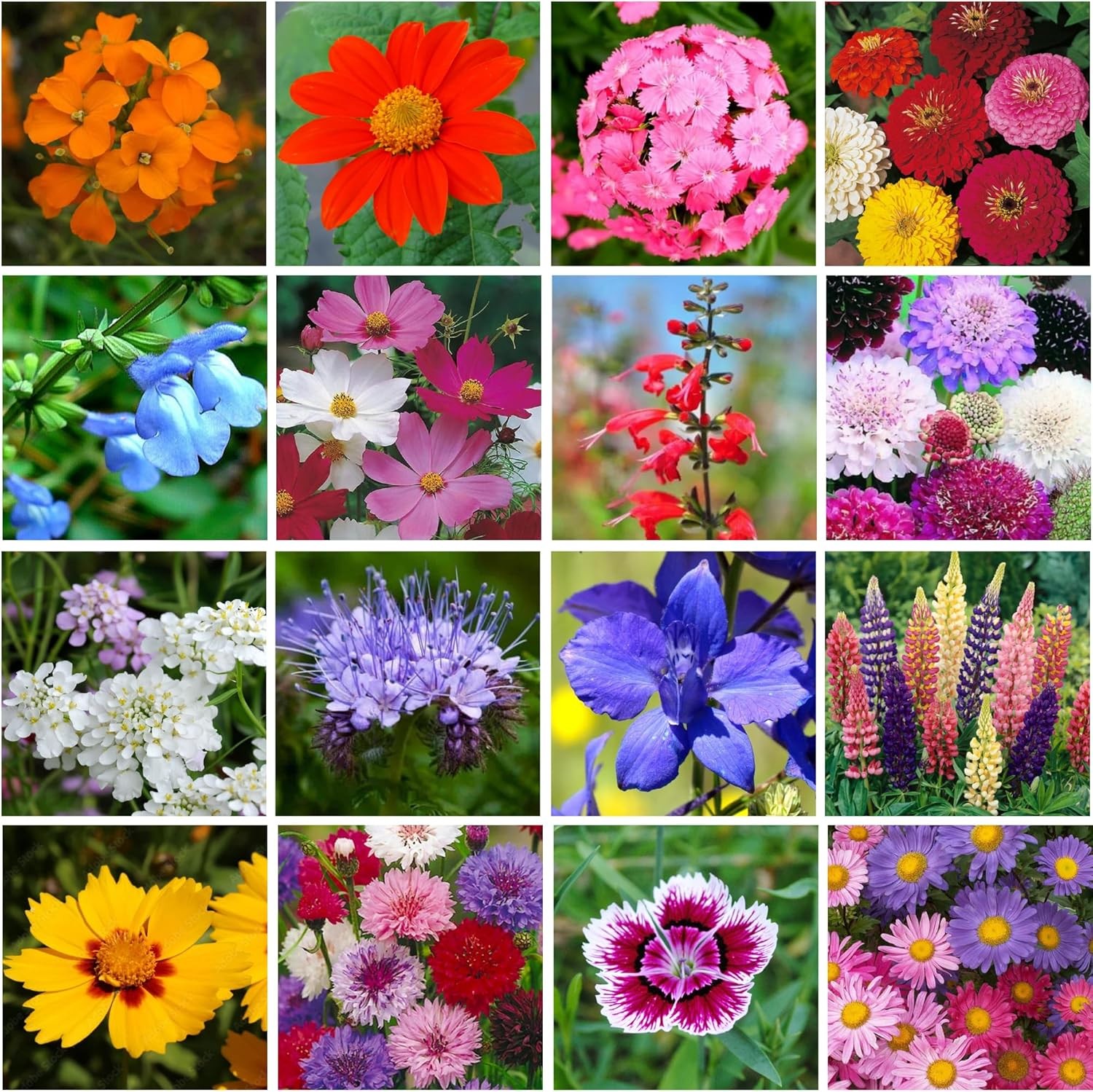 Wildflower Seeds Bulk 1lb 300K+ Mix Bird Butterfly Garden Hummingbird for Any Ga