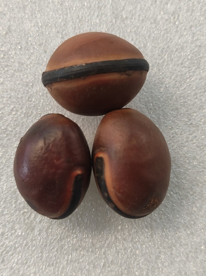 Natural AT3 seed | Marbles, At3 For African Spirituality (3 Seed/At3 ) Small Nt3