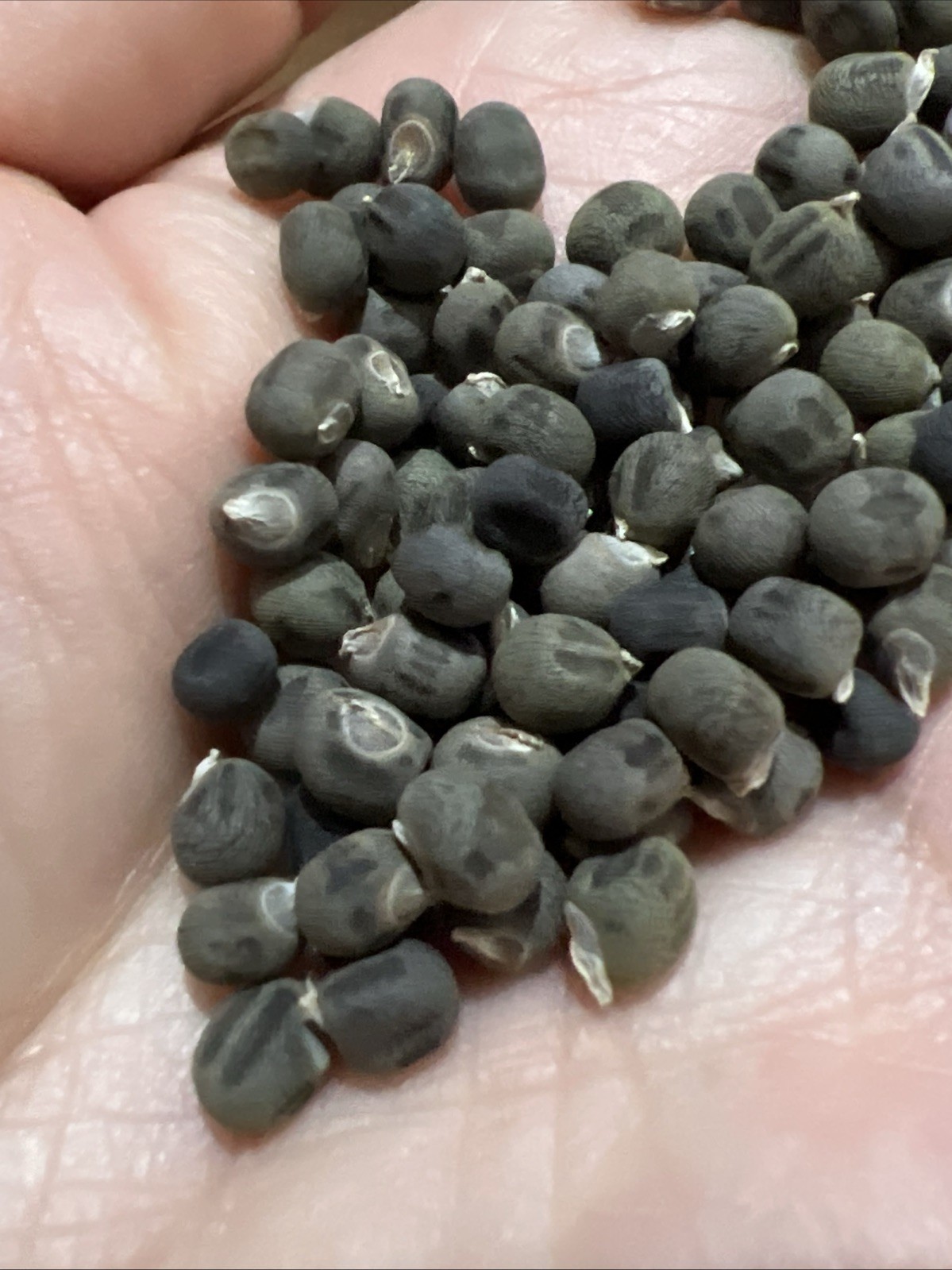 40+ Red Burgundy Okra Seeds ｜NON GMO ｜Heirloom ｜FRESH Free Shipping No Tracking